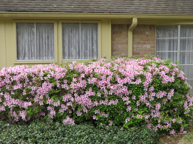 Pink Azalea Bushes