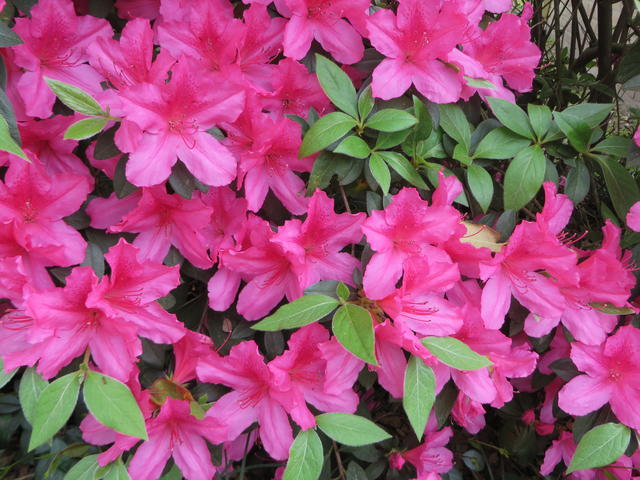 Dark Pink Azalea Closeup Flowers