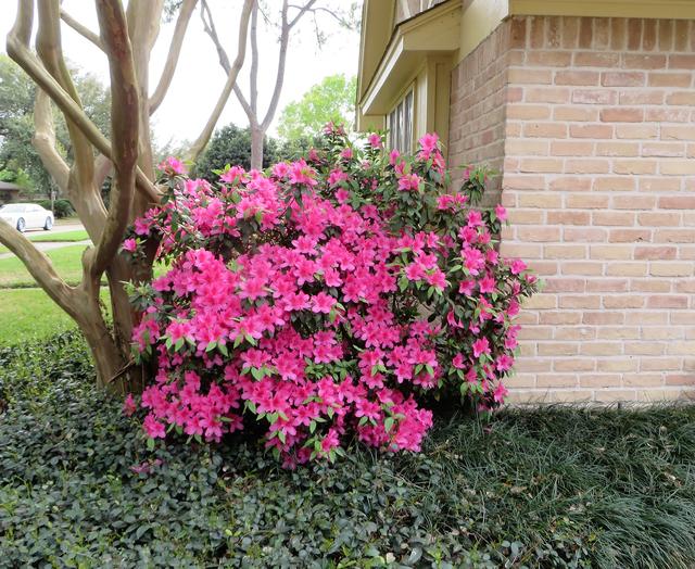 Dark Pink Azalea Bush