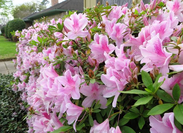 Pink Azaleas Closeup